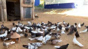 Николаевские голуби. п.Прибрежный Самарская область . 2022г