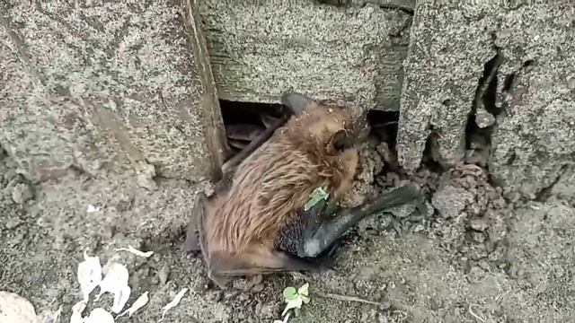 Летучая мышь днём. смотреть онлайн