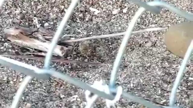Hatchling Spiny Softshell Turtles (Apalone spinifera) Emerging from Pr смотреть онлайн