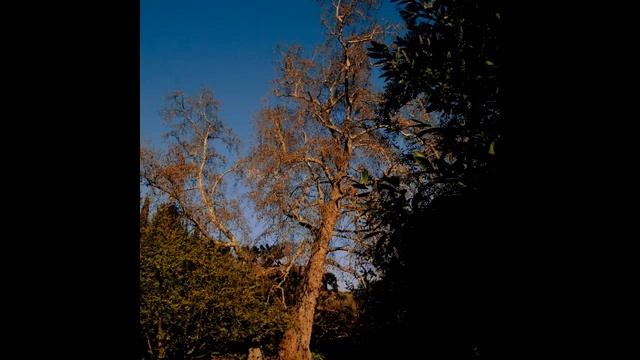 Led Zeppelin Ахиллес в последний раз стоит смотреть онлайн