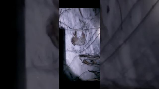 Охота на зайца. Проверка петель. Старое видео! смотреть онлайн