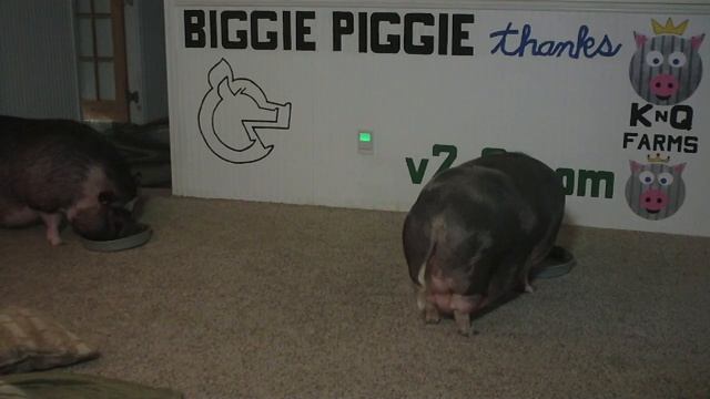 Biggie Piggie Vs Boar's Head Salsalito Turkey Breast v2.0.com смотреть онлайн