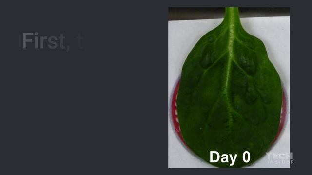 Scientists are turning spinach leaves into heart tissue смотреть онлайн