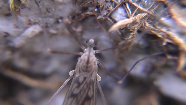 Young Crane Fly смотреть онлайн