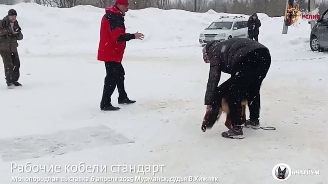 РАБОЧИЙ КОБЕЛИ / КЧК МУРМАНСК 6 апреля`25 В.Хижняк Моно немецких овчарок