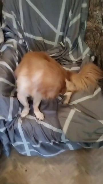 Миниатюрный мальчик ищет добрые руки смотреть онлайн