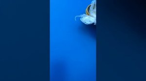 Матка садового муравья 1 часть