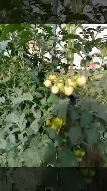 томат Танюшин гибрид очень урожайный смотреть онлайн