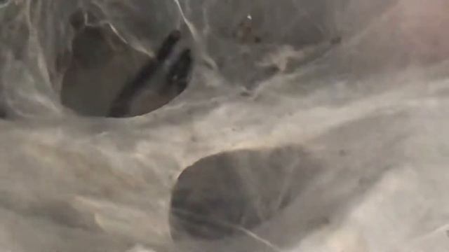 Все Гуси на месте, эт хорошо смотреть онлайн