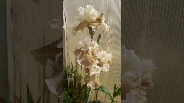 ирис TATRA'S EAGLE ML/98 (Mego' 2014) смотреть онлайн