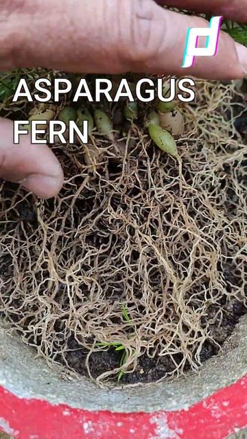 Is asparagus fern a good houseplant? #shrots смотреть онлайн