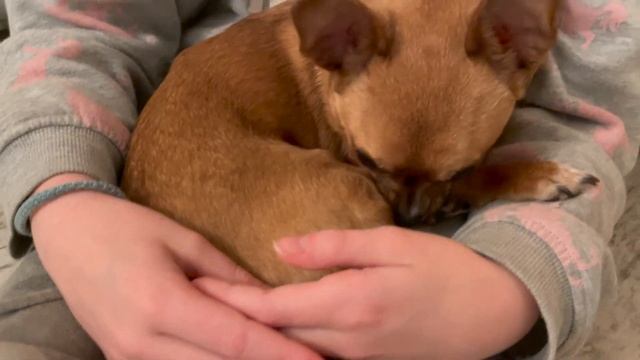 Сложности собачей навигации #AmyDog смотреть онлайн
