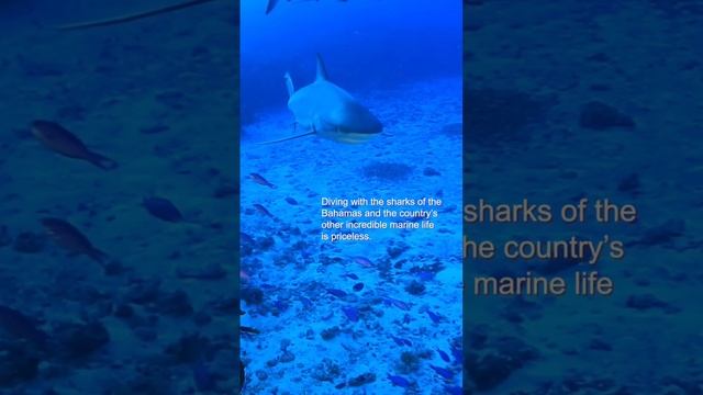 Sharks in the Bahamas #shark #sharks #tourism #bahamas #adventure #travel #nature #wildlife #beauty смотреть онлайн