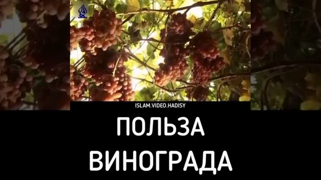 Все о пользе солнечной ягоды 🌞🍃🍇🍷🌺 смотреть онлайн