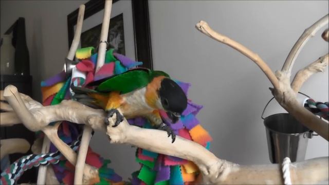 Mavis -- Almost weaned Baby Black Headed Caique смотреть онлайн