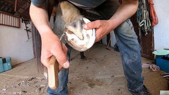 UNWATCHABLE... this horse can't STAND without HELP! смотреть онлайн