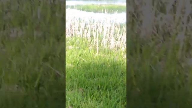 Дан и родничок, щенок алабая в игре )) смотреть онлайн