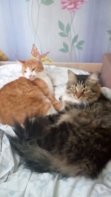 Два котика вместе лежат😽😼🐈 #cat смотреть онлайн