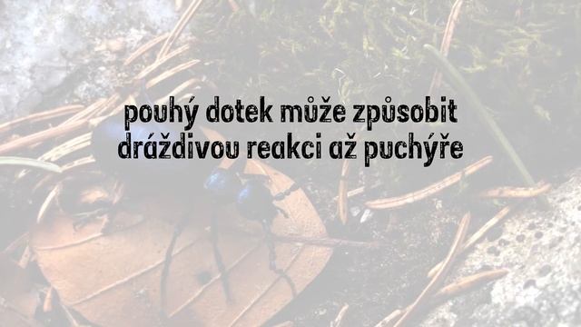 007 PKL majka fialová смотреть онлайн