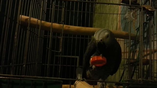 Попугай Рома.....жако 2 часть смотреть онлайн