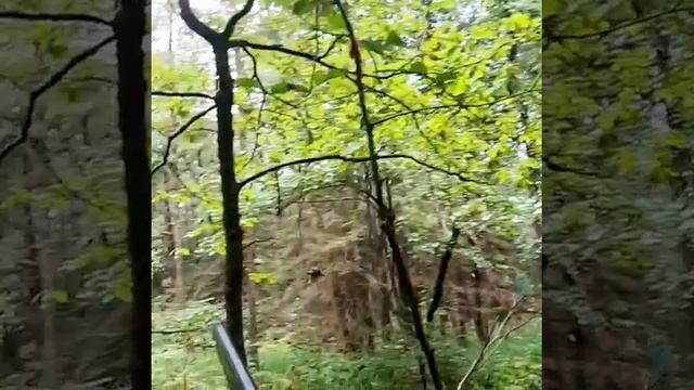 Вальдшнеп смотреть онлайн