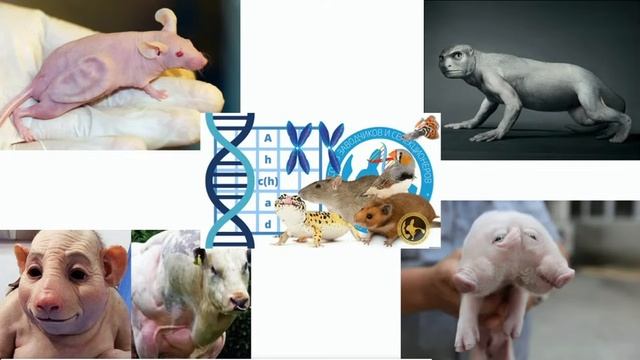 МОЖЕТ ЛИ ЗАКРЫТИЕ «ДВЕРИ» БЛАГОДАТИ БЫТЬ ЖЕЛАННЫМ И РАДОСТНЫМ СОБЫТИЕМ? (СЛУЖЕНИЕ) смотреть онлайн