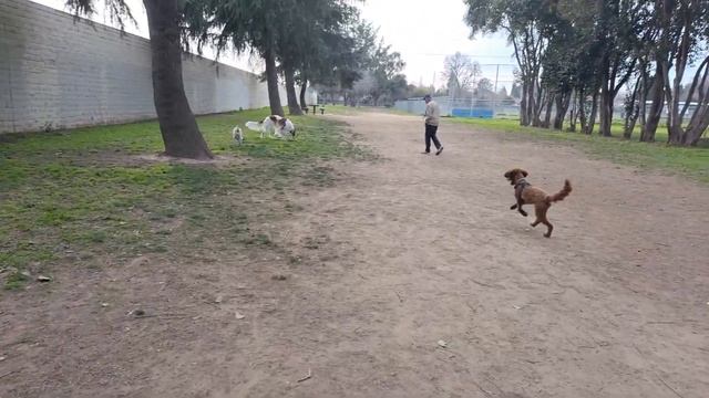 Встреча. Собаки породы Борзая, передана из дореволюционной России.