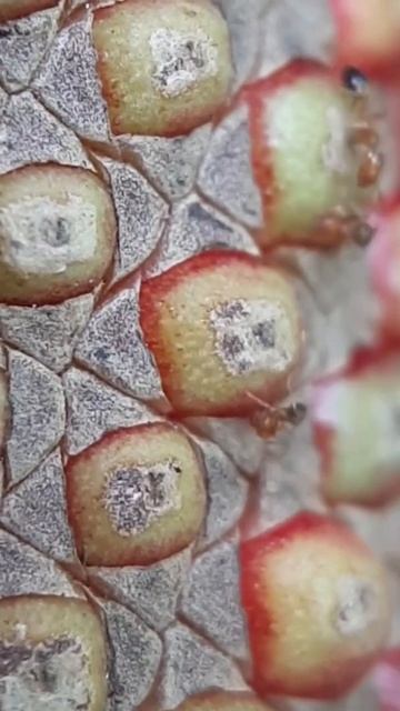 Tiny ants смотреть онлайн