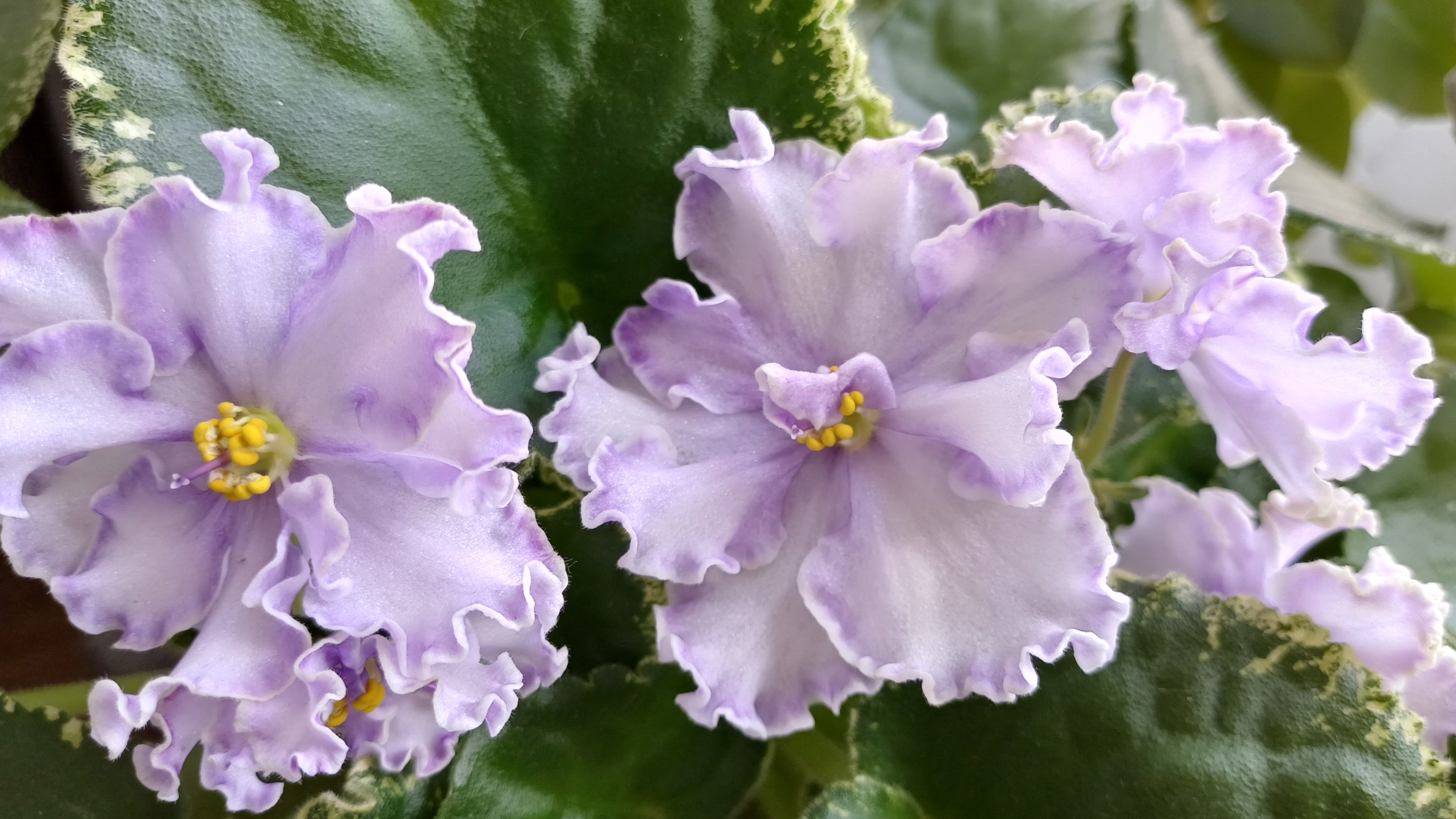 Фиалковое настроение🌸☘️🌸☘️🌸 смотреть онлайн