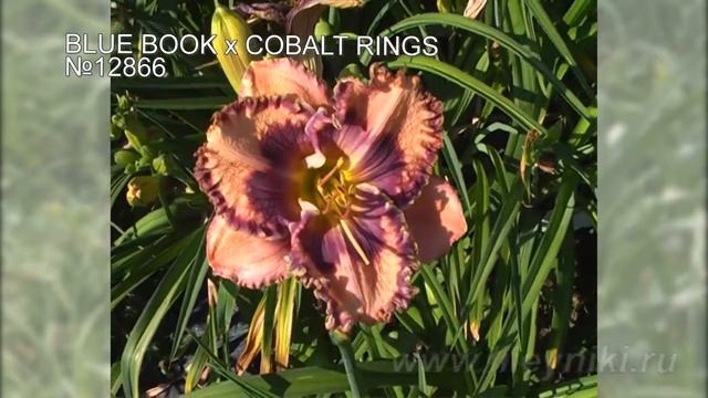 Лилейники моя селекция №12866 (BLUE BOOK x COBALT RINGS) смотреть онлайн