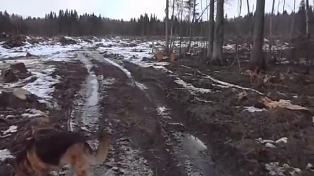 Влог/Делянка, пни, запах лесоруба смотреть онлайн