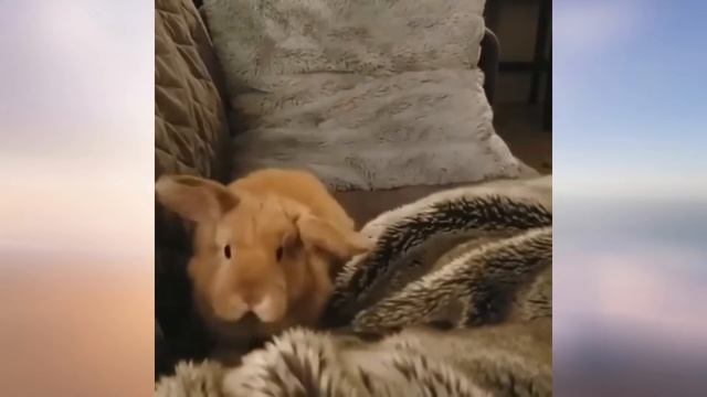 Rabbit Vs Koala Who Is The Most Funniest Animals/funny test #3 смотреть онлайн