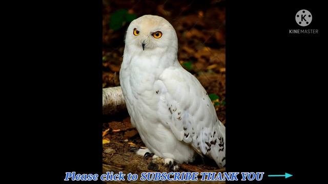 Prayer and Coming Together by Rev. Dr. Nestor D. Bunda; Read by April Rafols смотреть онлайн