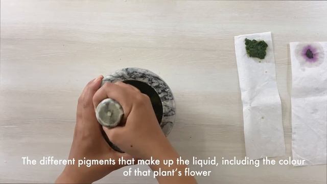 Color Pigments | Life Science | STEAM SIKHSYA | DIY | Science Project | Science Experiment смотреть онлайн