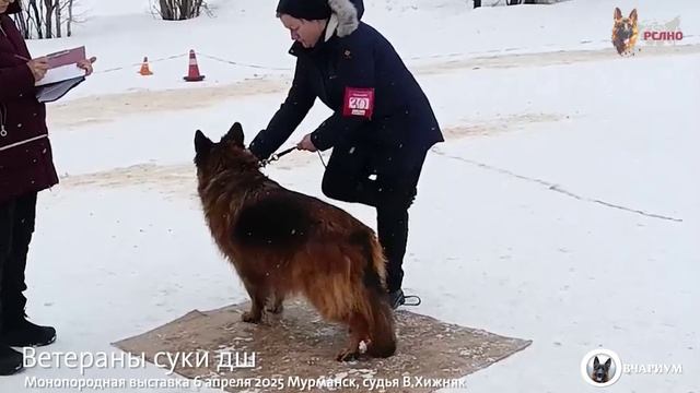 ВЕТЕРАНЫ СУКИ ДШ / КЧК МУРМАНСК 6 апреля`25 В.Хижняк Моно немецких овчарок