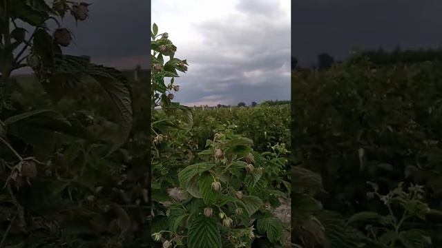 Збір малини на господарстві, ціни на малину,ожину в серпні 2022 року смотреть онлайн