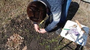 Прививка к более толстому годовалому  подвою в расщеп