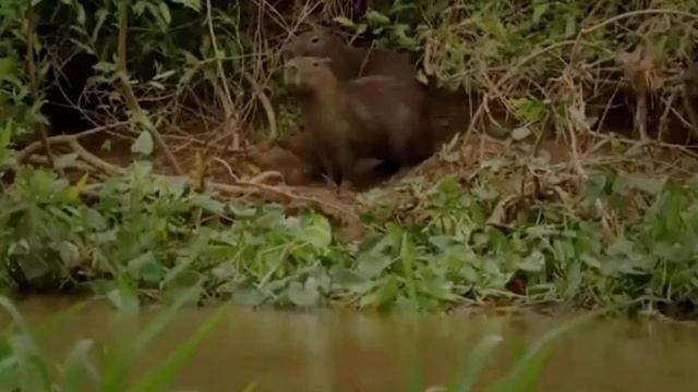 Okay I Pull Up Capybara (1 Hour) смотреть онлайн