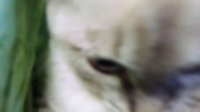 Кошачий театр и бон пари смотреть онлайн