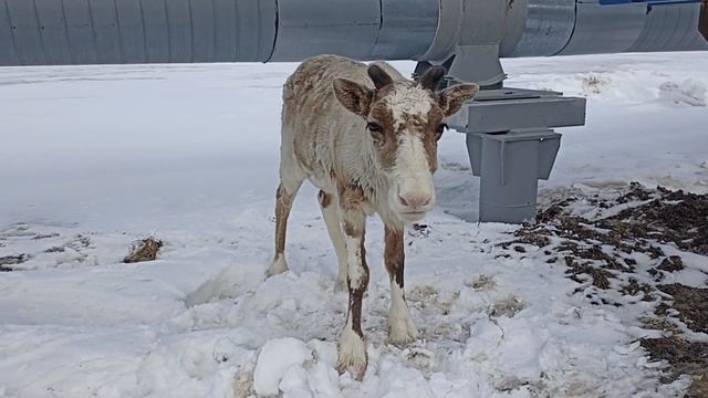 ПЫЖИК ДЕТЁНЫШ ОЛЕНЯ смотреть онлайн