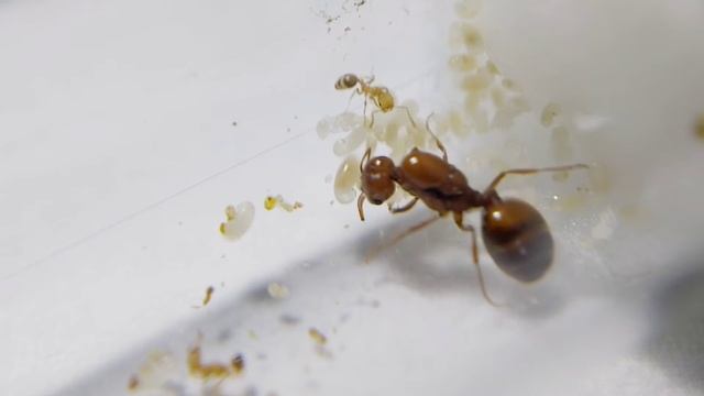 THE WIDESPREAD DEATH OF FIRE ANT COLONY | Solenopsis geminata 4th Update смотреть онлайн