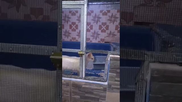 kucing pintar tau kalau mau di foto #shors смотреть онлайн