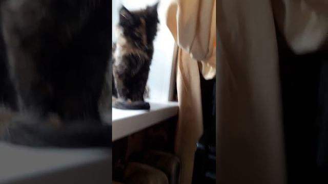 Свободна для резерва девочка гигантской породы кошек Мейн кун Lina VanLinx Jiokonda 2,5 мес. Помощь смотреть онлайн