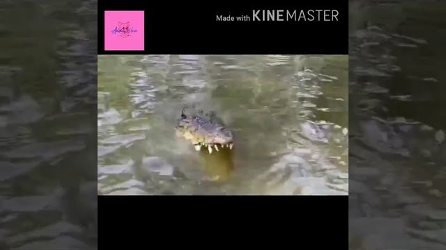 #Animalslove Alligator смотреть онлайн