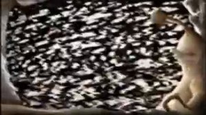 Реклама Domestos Grot Buster,но это жмых