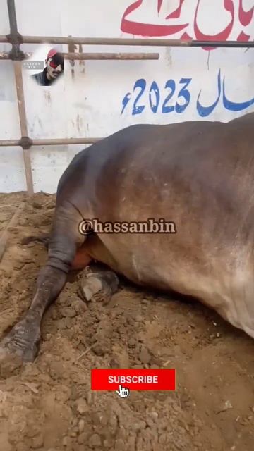 life is chill 😎❣️ #hassanbin #cattle #farm #mandi2023 #viral #youtubeshorts #life смотреть онлайн