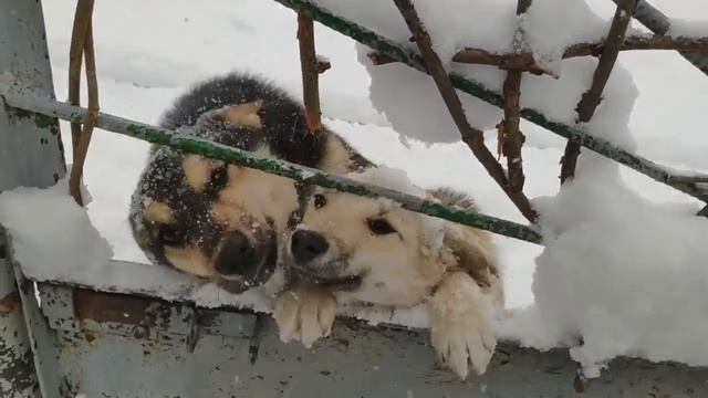 Очередное пришествие зимы. 13 02 2021 смотреть онлайн
