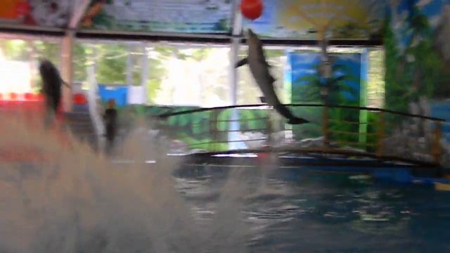 Дельфины смотреть онлайн