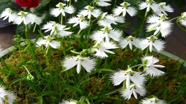 Piante Che Sembrano Animali смотреть онлайн