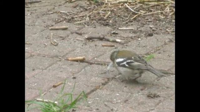 Der Vogel mit einem Bein смотреть онлайн
